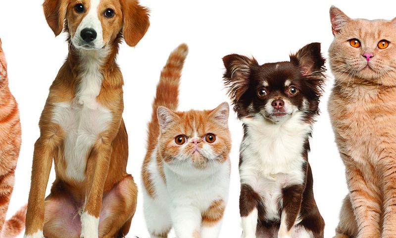 Объявление: Ветеринарные службы ♦ Услуги для собак