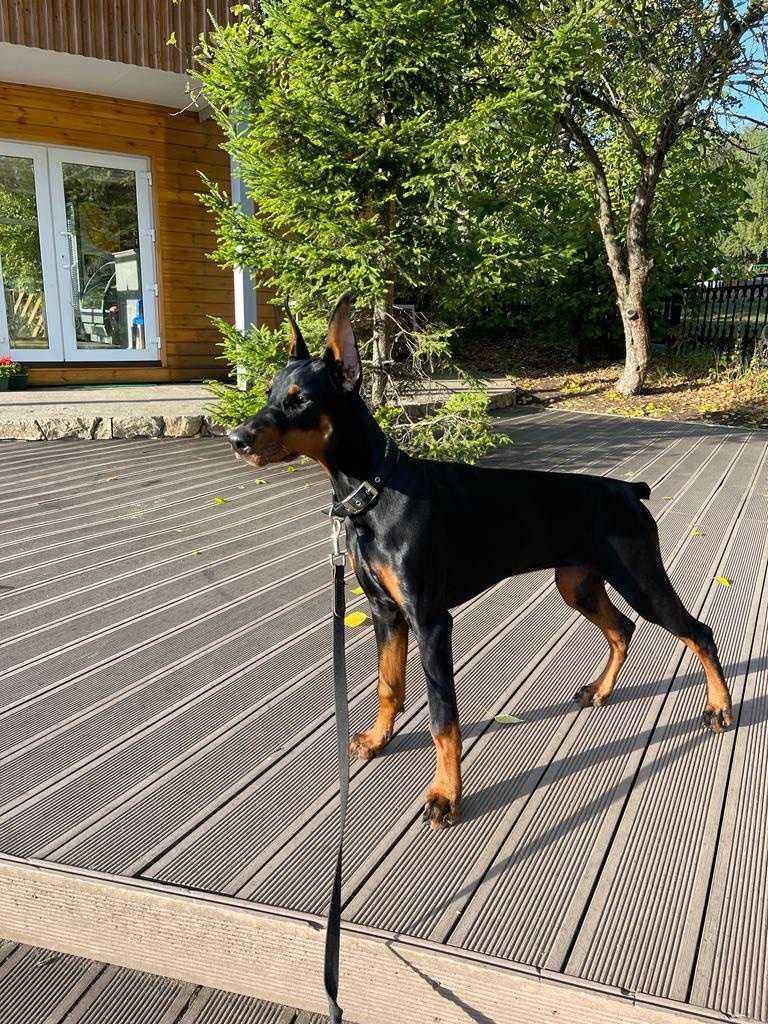 Фото собак породы доберман - PetsMan