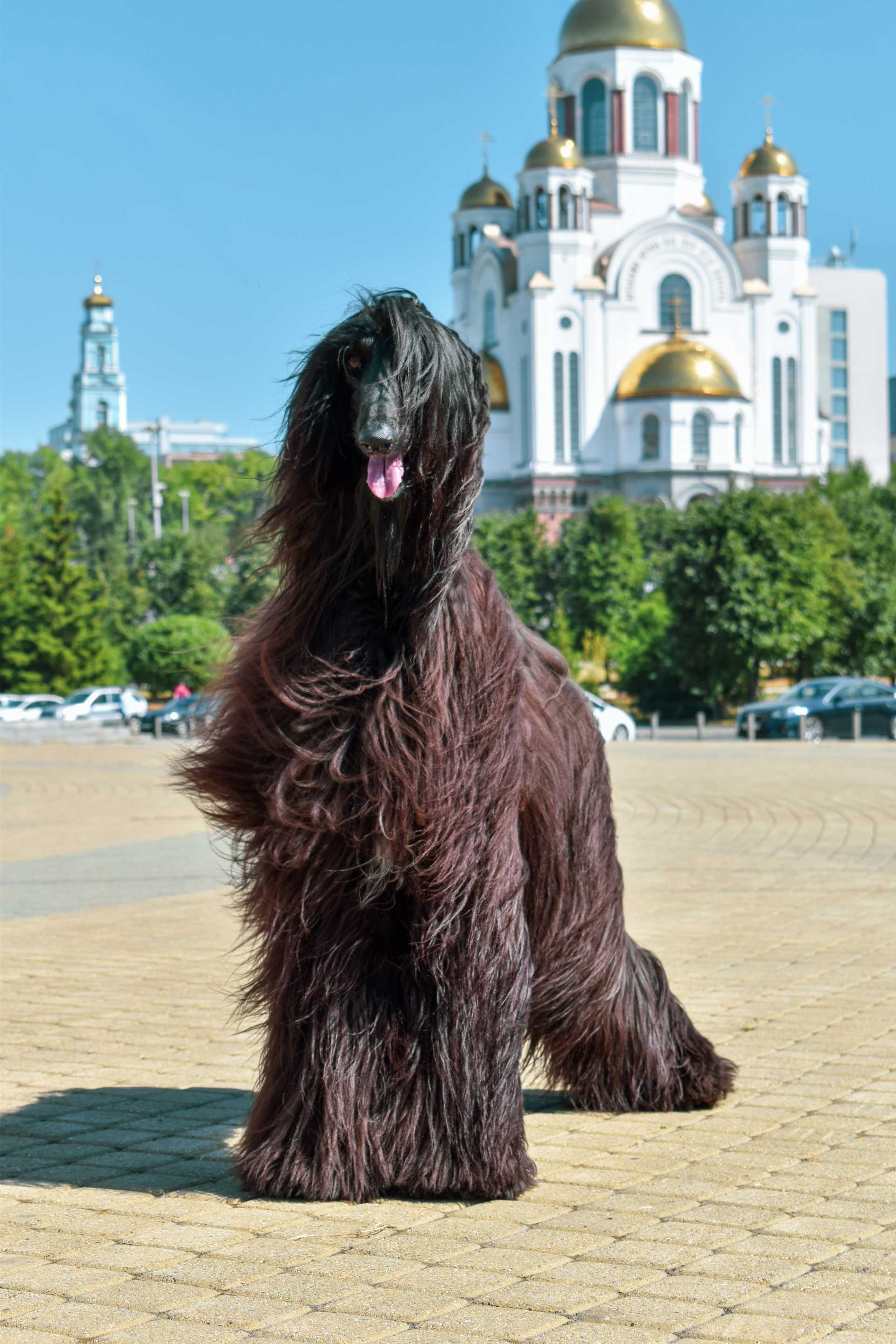 Фото собак породы афганская борзая - PetsMan