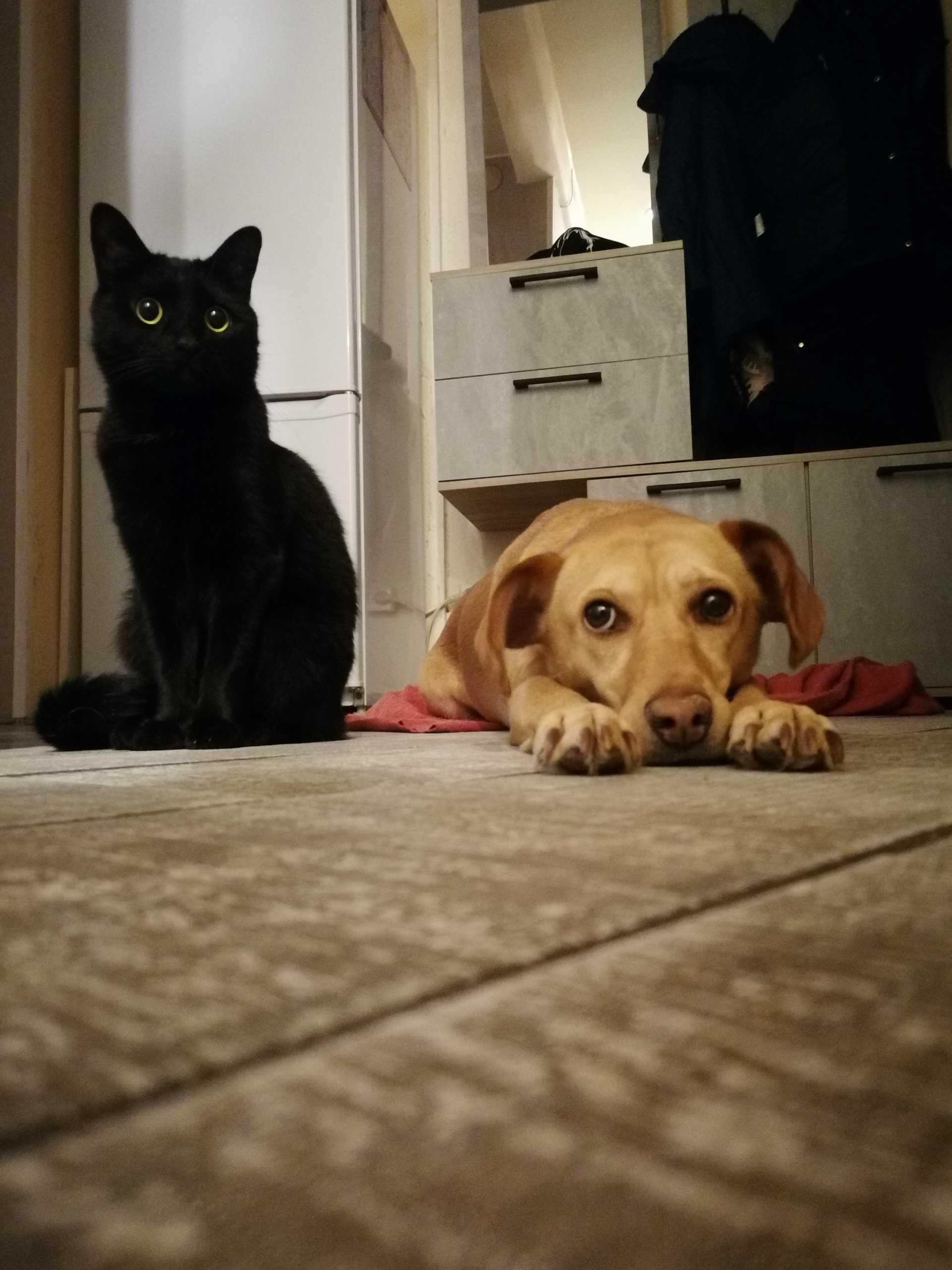 Я и мой лучший друг Кот)