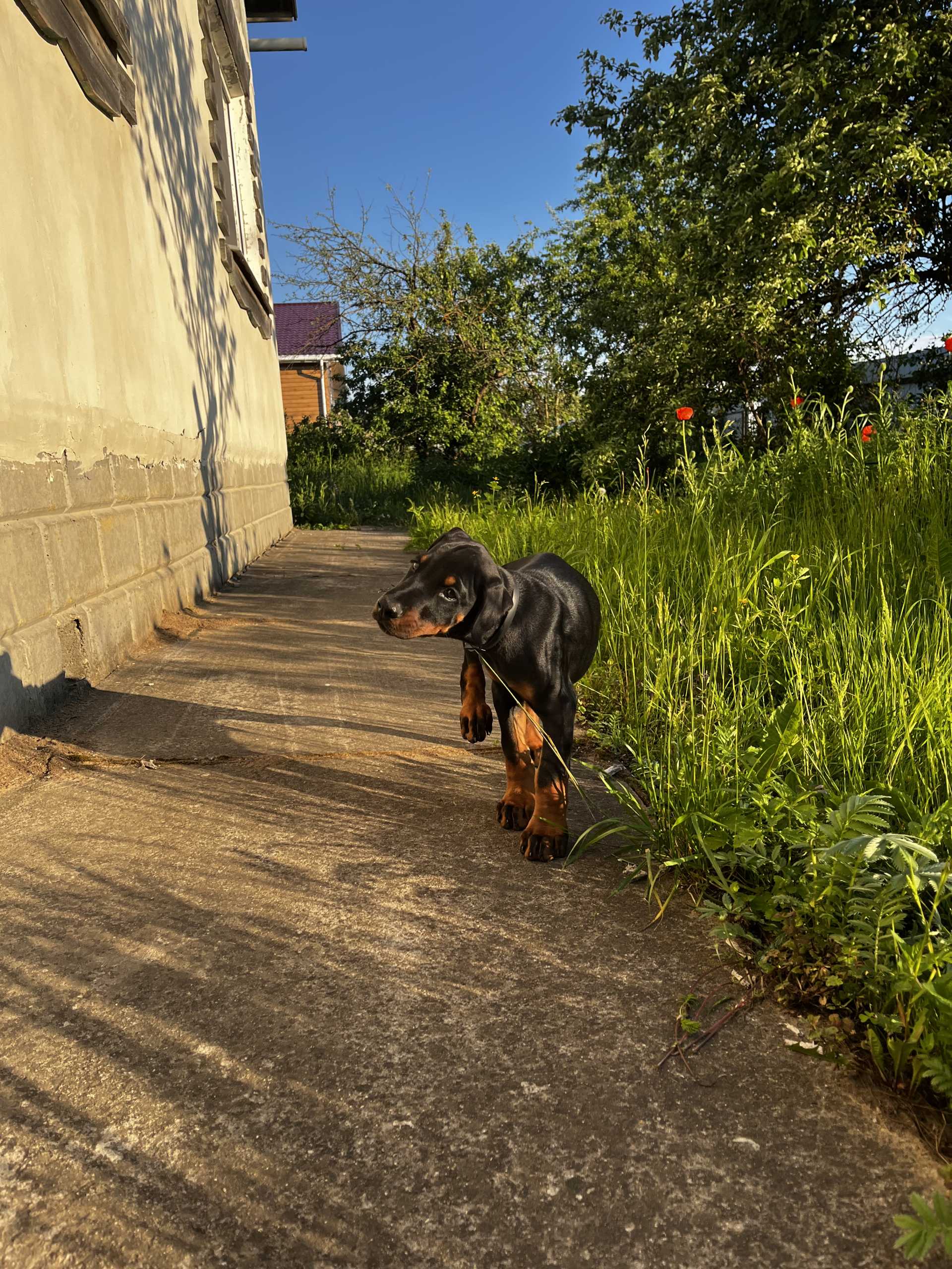 Фото собак породы доберман - PetsMan