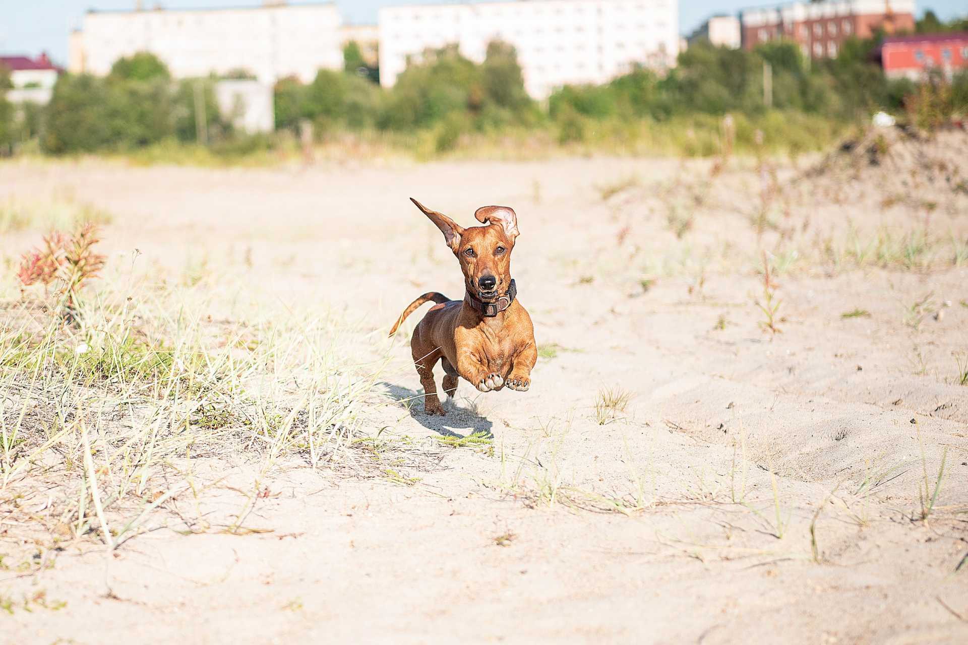 рыбы рожденные в год собаки