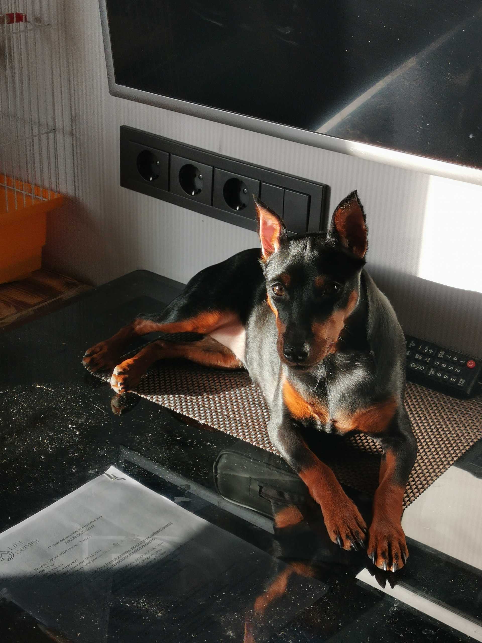 Новые фотографии собак - PetsMan