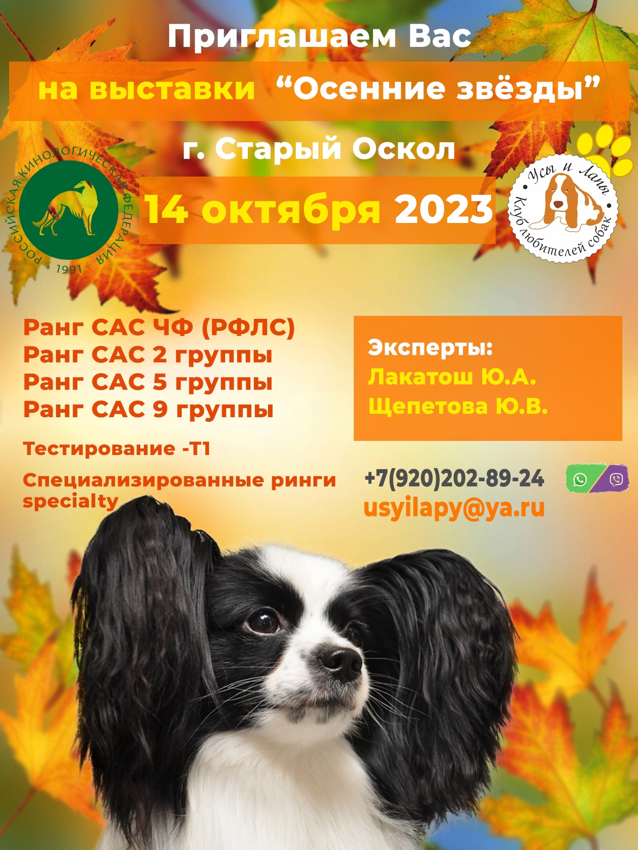 Палатка для выставки собак на улице. Выставочные собаки. Зоокурьер выставки собак в санкт-петербурге. Выставка собак в краснодаре 2022 галактика. Выставка собак на улице.